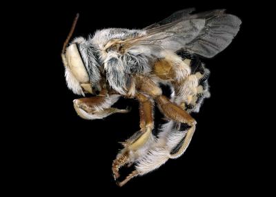 Anthidium tesselatum