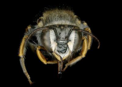 Afranthidium karooense