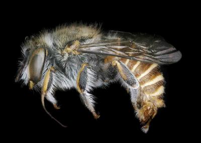 Afranthidium karooense male lateral habitus