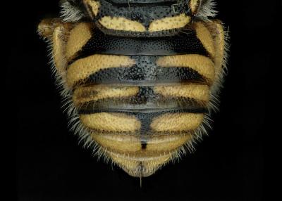 Pachyanthidium semiluteum female abdomen