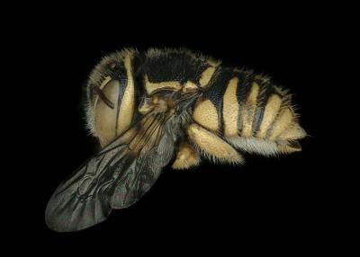 Pachyanthidium semiluteum female lateral habitus
