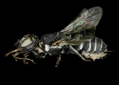 Noteriades spinosus female lateral habitus