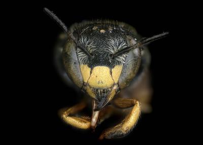 Pseudoanthidium truncatum female face