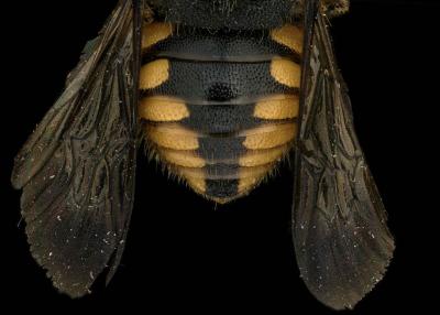 Pseudoanthidium truncatum female abdomen