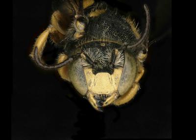 Pseudoanthidium augustifrons male face