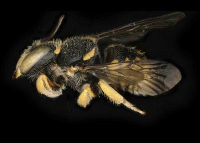 Pseudoanthidium augustifrons male lateral habitus