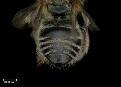 Macrogalea caudida female abdomen