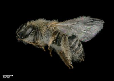 Macrogalea caudida female lateral habitus