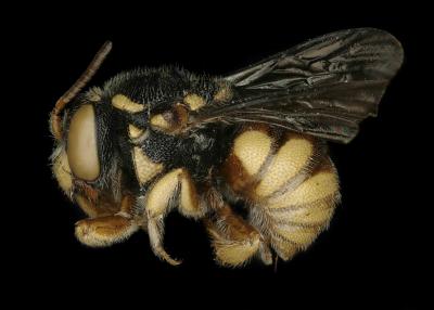 Larinostelis scapulata female lateral habitus