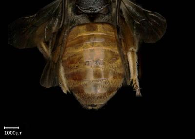 Spatunomia rubra female abdomen