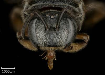 Spatunomia rubra female face