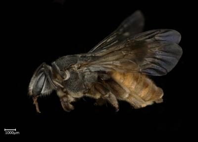 Spatunomia rubra female lateralhabitus