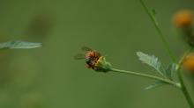 Apis mellifera scutellata