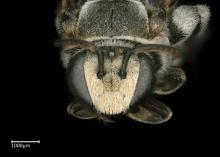 Nomia forbesii male face
