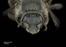 Systropha macronasuta female face