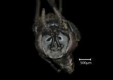 Dactylurina staudingeri female face