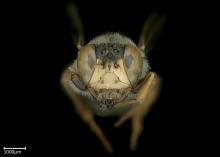 Meliturgula braunsi male face