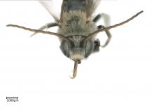Tetralonia sp. male face antennae long