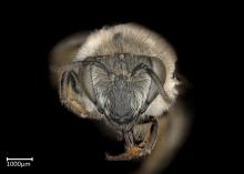 Colletes capensis female face
