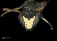 Hylaeus atriceps male face