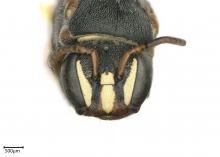 Hylaeus rufipedoides female face interantennal strongly raised