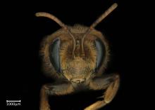 Andrena fuscosa female face