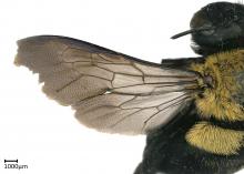 Xylocopa sp. female wing