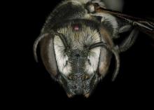 Megachile apicalis female face