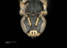 Cellariella brooksi female face