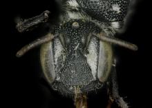 Noteriades spinosus female face