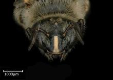 Tanzania Macrogalea caudida female face