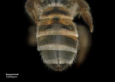 Thrinchostoma productum female abdomen