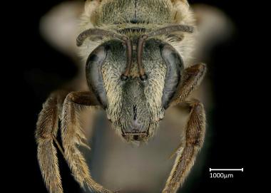 Thrinchostoma productum female face