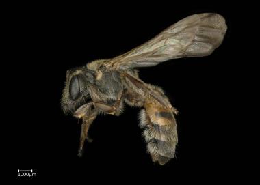 Thrinchostoma productum female lateral habitus