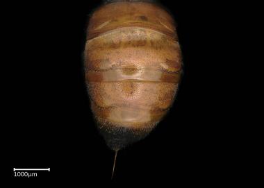 Sphecodes sp. female abdomen