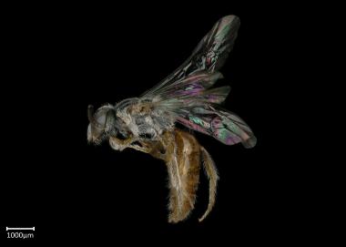 Eupetersia sp. female lateral habitus