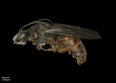 Spatunomia sp. male lateral habitus