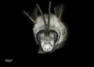 Melitta arrogans male face