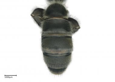 Thrinchostoma productum female abdomen