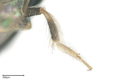 Ceylalictus sp. female hind leg