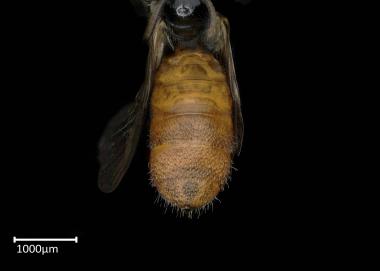 Allodapula xerica female abdomen