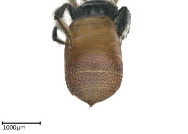 Allodapula xerica female abdomen no pygidial plate