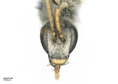 Halictus frontalis male face tongue short