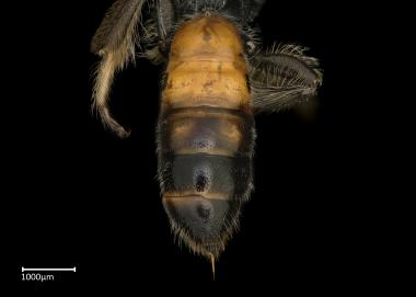 Scrapter nitidus female abdomen