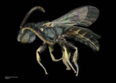 Nomioides maculiventris male lateral habitus