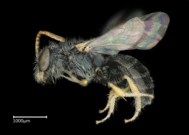 Ceylalictus halictoides male lateral habitus