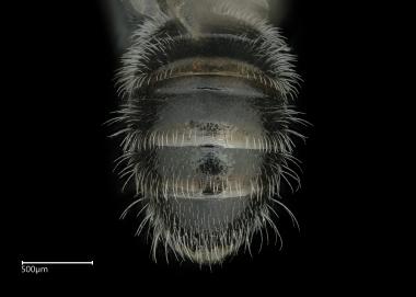 Ceylalictus halictoides male abdomen