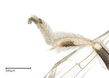 Ceylalictus variegatus female hind leg