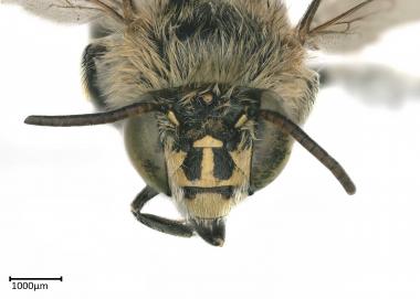 Amegilla fallax male face antennae short
