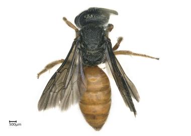 Sphecodes sp. female dorsal habitus